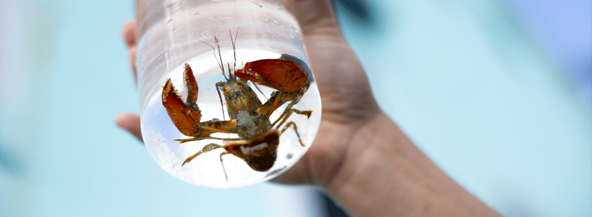 Hand holding beaker with a tiny lobster